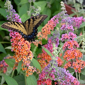 Buddleia Bicolor